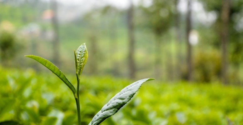 Camellia sinensis