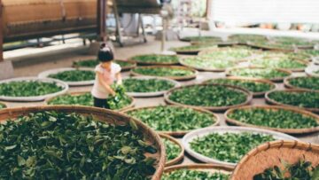 口感 (Kǒu Gǎn): het mondgevoel van thee, een onderschatte kunst